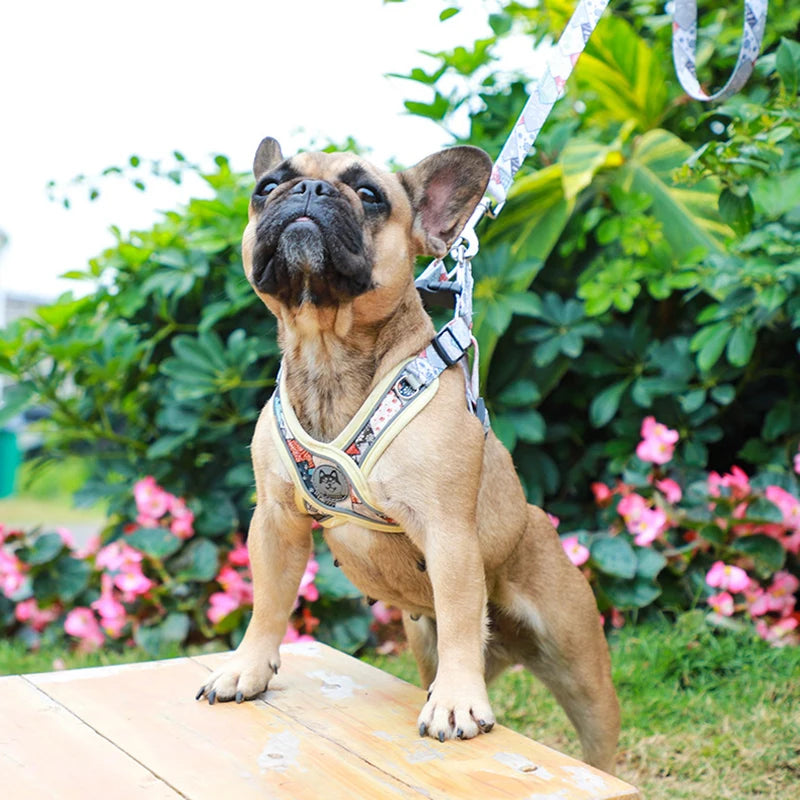 Adjustable Dog Harness and Leash Set for Small Medium Dogs.
