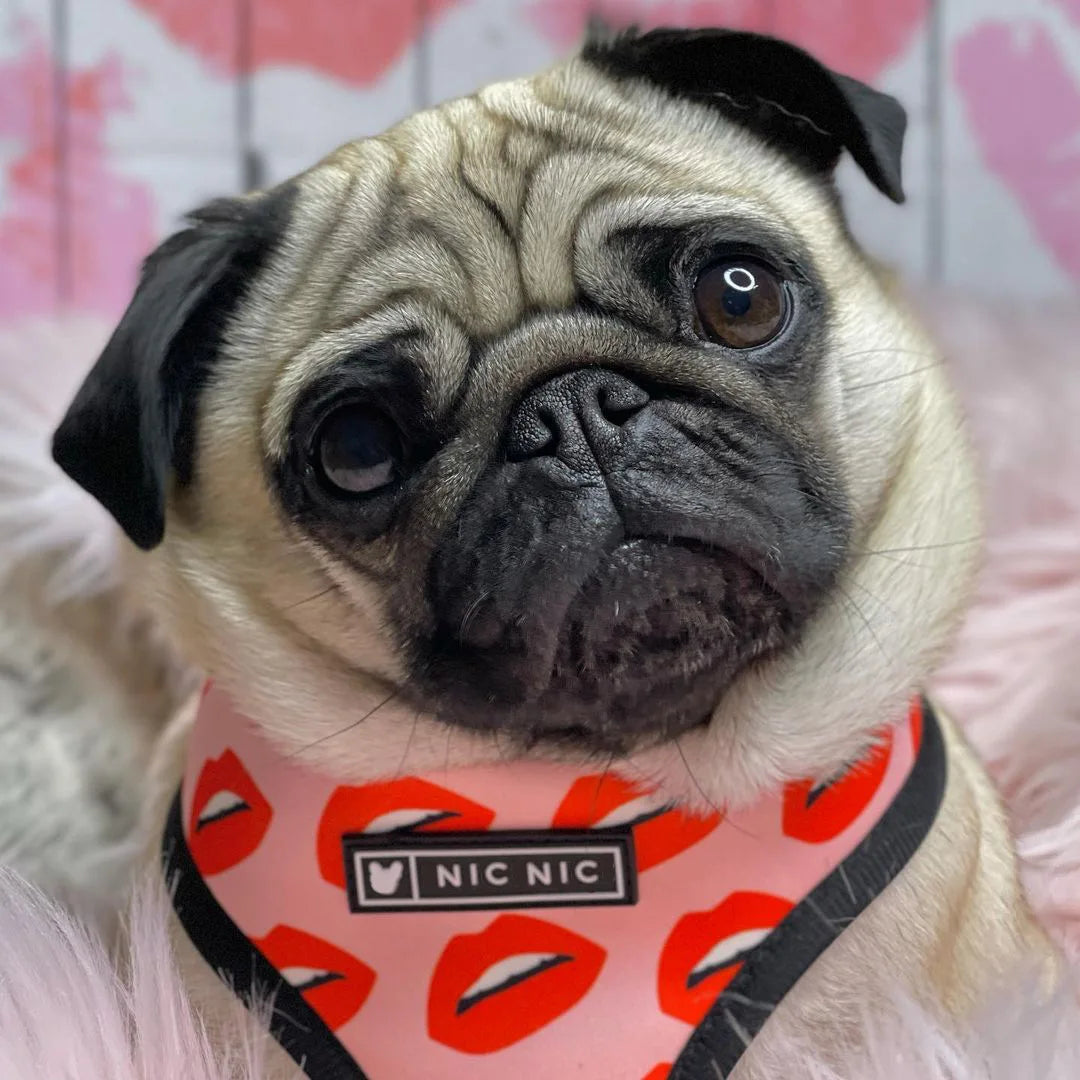 Dog Harness Leash Set Perfect for Your Frenchie