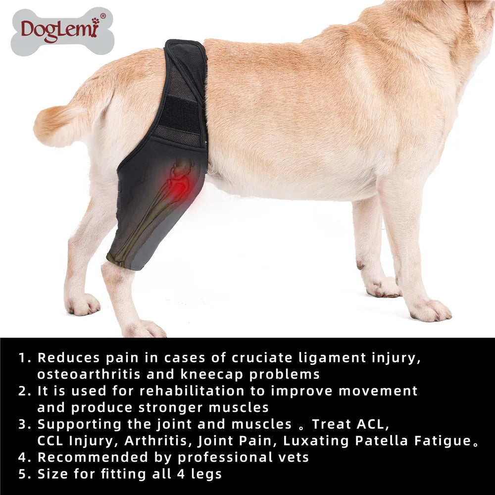 French Bulldog Joint/Hip Orthopedic Recovery belt