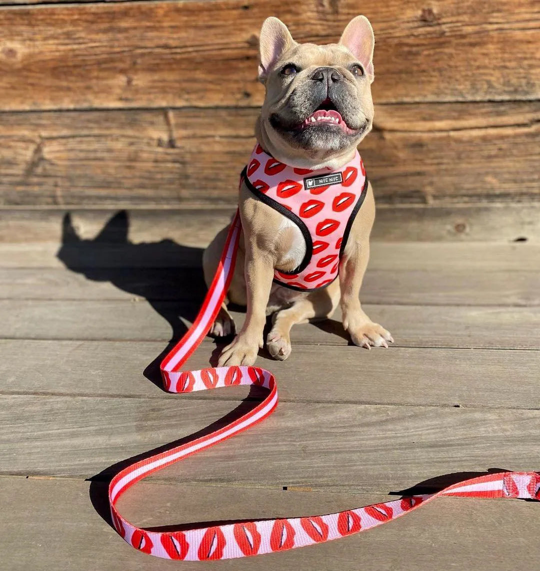 Dog Harness Leash Set Perfect for Your Frenchie