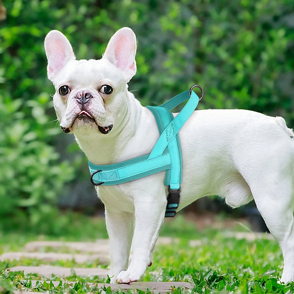 French Bulldog  No Pull Dog Harnesses